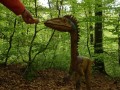 Őslénypark - Barcarozsnyó Szabad-e etetni? Barcarozsnyó őslénypark